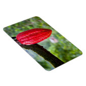 cocoa peul rood magneet (Rechterzijde)