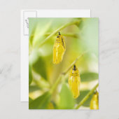 Cocon van de Vlinder van de Vlieger van het Briefkaart (Voorkant / Achterkant)