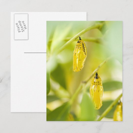 Cocon van de Vlinder van de Vlieger van het Briefkaart (Voorkant / Achterkant)