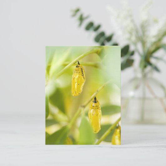 Cocon van de Vlinder van de Vlieger van het Briefkaart (Staand voorkant)