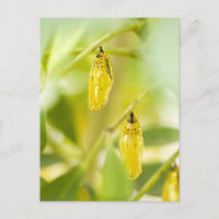 Cocon van de Vlinder van de Vlieger van het