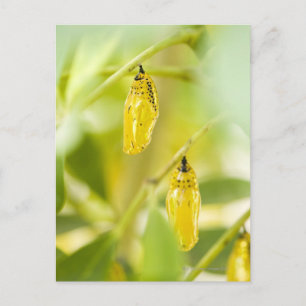 Cocon van de Vlinder van de Vlieger van het Briefkaart