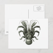 Coconut Crab Briefkaart (Voorkant / Achterkant)