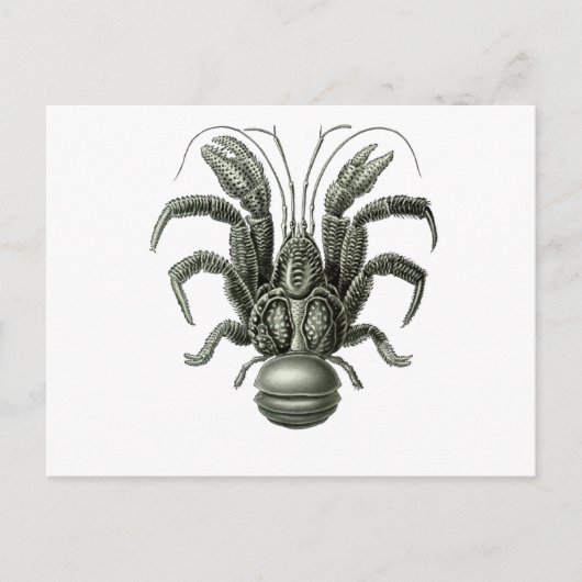 Coconut Crab Briefkaart (Voorkant)