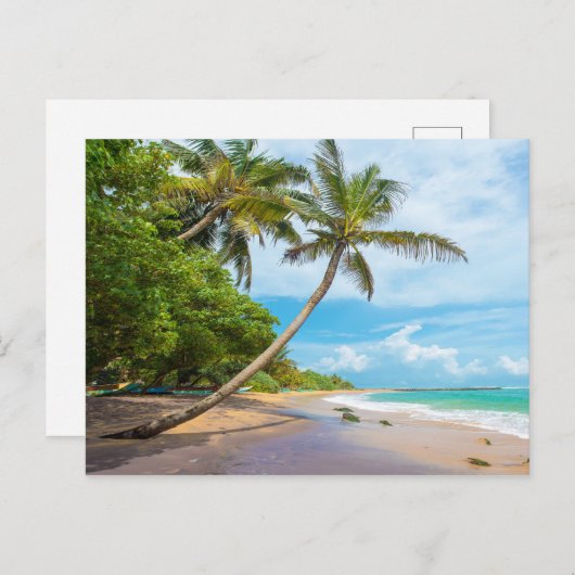 Coconut Palm, Mirissa Beach | Sri Lanka Briefkaart (Voorkant / Achterkant)