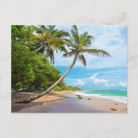 Coconut Palm, Mirissa Beach | Sri Lanka Briefkaart (Voorkant)