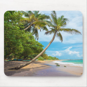 Coconut Palm, Mirissa Beach Sri Lanka Muismat