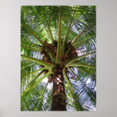 Coconut Palm Poster (Voorkant)