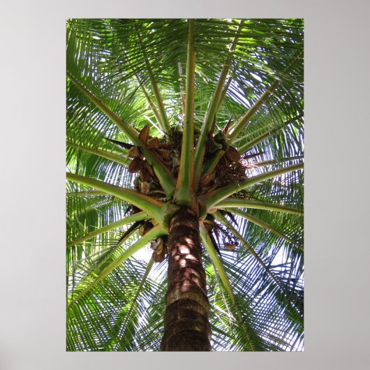Coconut Palm Poster (Voorkant)