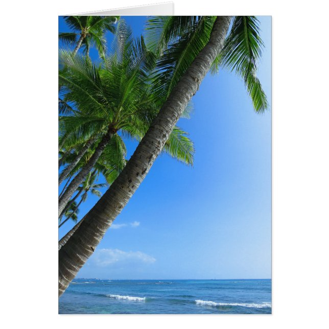 Coconut Palms (Voorkant)