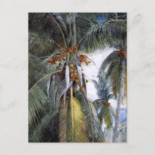 Coconut Palms, Key West, Florida, Briefkaart