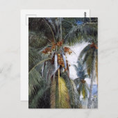Coconut Palms, Key West, Florida, Briefkaart (Voorkant / Achterkant)