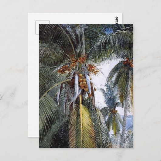 Coconut Palms, Key West, Florida, Briefkaart (Voorkant / Achterkant)
