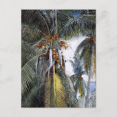 Coconut Palms, Key West, Florida, Briefkaart (Voorkant)