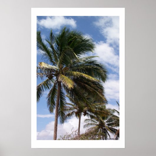 Coconut Palms Poster