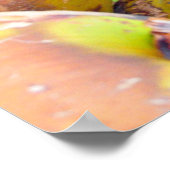 Coconut Water Key West FL Coconuts Poster (Hoek)