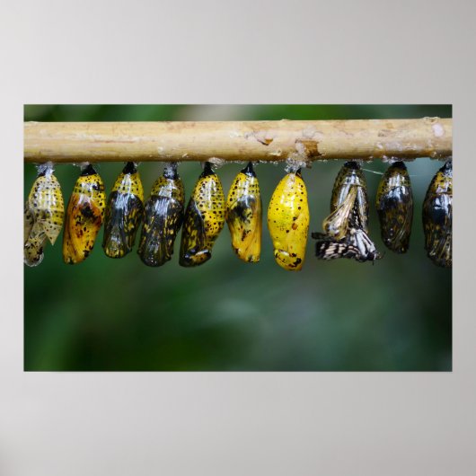 Cocoon Life Poster (Voorkant)