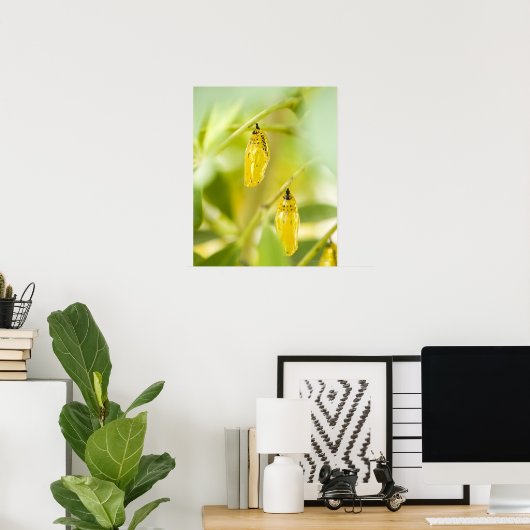 Cocoon of Paper Kite Butterfly, Okinawa Poster (Thuiskantoor)