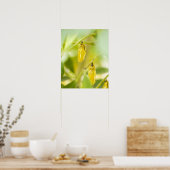 Cocoon of Paper Kite Butterfly, Okinawa Poster (Keuken)