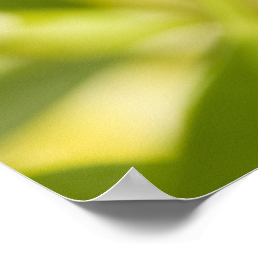 Cocoon of Paper Kite Butterfly, Okinawa Poster (Hoek)