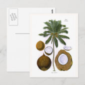 Cocos nucifera (kokospalm) briefkaart (Voorkant / Achterkant)