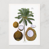 Cocos nucifera (kokospalm) briefkaart (Voorkant)