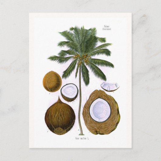 Cocos nucifera (kokospalm) briefkaart (Voorkant)