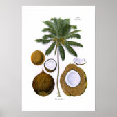 Cocos nucifera (kokospalm) poster (Voorkant)