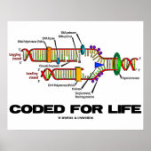 Coded For Life (DNA Replication) Poster (Voorkant)