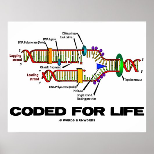 Coded For Life (DNA Replication) Poster (Voorkant)
