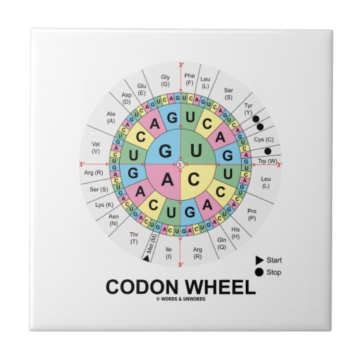 Codon Wheel (RNA-cocons-aminozuren) Tegeltje (Voorkant)