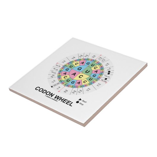 Codon Wheel (RNA-cocons-aminozuren) Tegeltje (Zijkant)