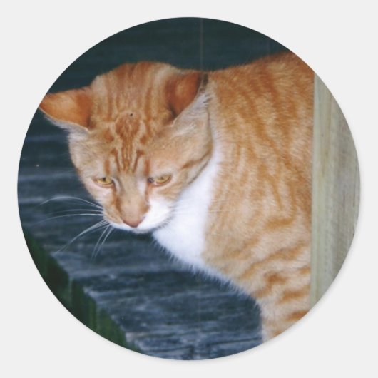 Cody de Kat Stickers (Voorkant)