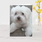 Cody, schattige Maltees op stoel #1 Kaart (Gele Bloem)