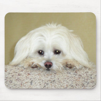 'CODY' Sweet LittleMaltese foto bovenop de trap Muismat