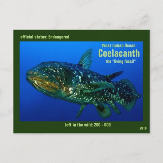 Coelaconth, de "het Leven Fossiele Vissen" is Briefkaart (Voorkant)