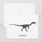 Coelofyse dinosaurus briefkaart (Voorkant / Achterkant)