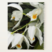 Coelogyne Mooreana Orchidee Bloesems Bloemen Planner (Achterkant)