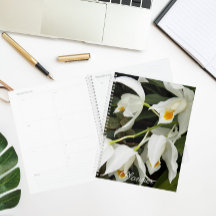 Coelogyne Mooreana Orchidee Bloesems Bloemen