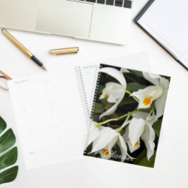 Coelogyne Mooreana Orchidee Bloesems Bloemen Planner