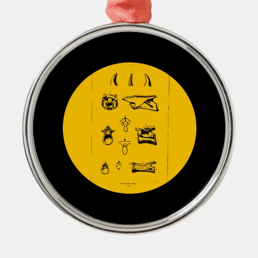 Coelurs Fragilis Metalen Ornament (Voorkant)