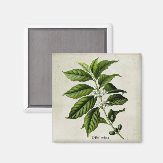Coffea Arabica Magneet (Voorkant / Achterkant)
