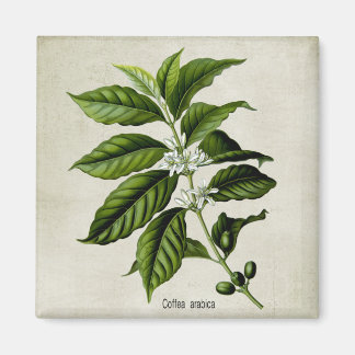 Coffea Arabica Magneet