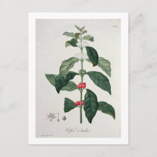 Coffea Arabica uit 'Phytographie Medicale' door Jo Briefkaart