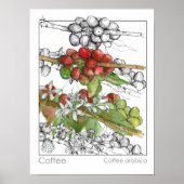 Coffee Bean Plant Branch Herb Illustratie Poster (Voorkant)