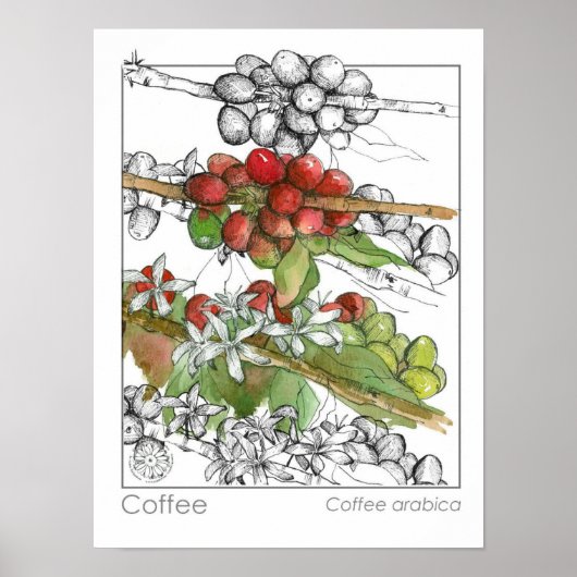 Coffee Bean Plant Branch Herb Illustratie Poster (Voorkant)
