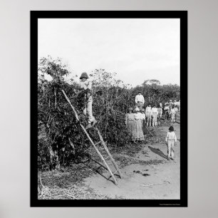 Coffee Berry Pickers in Brazilië 1911 Poster