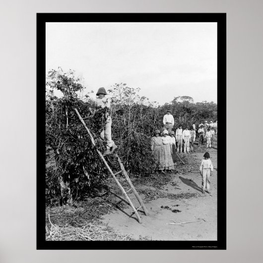 Coffee Berry Pickers in Brazilië 1911 Poster (Voorkant)