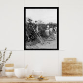 Coffee Berry Pickers in Brazilië 1911 Poster (Keuken)