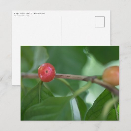 Coffee Cherries Natuur Foto Briefkaart (Voorkant / Achterkant)